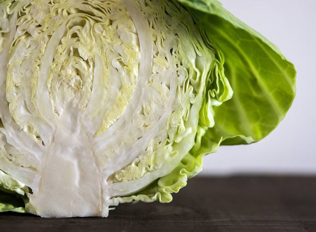 Detail Worms In Brain Due To Cabbage Nomer 12