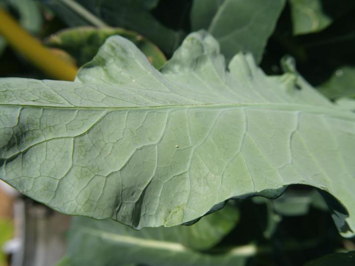 Detail Worms In Brain Due To Cabbage Nomer 15