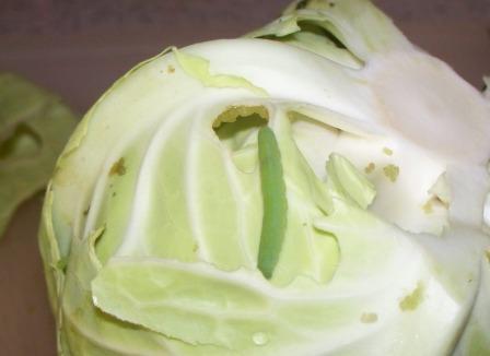 Detail Worms In Brain Due To Cabbage Nomer 21