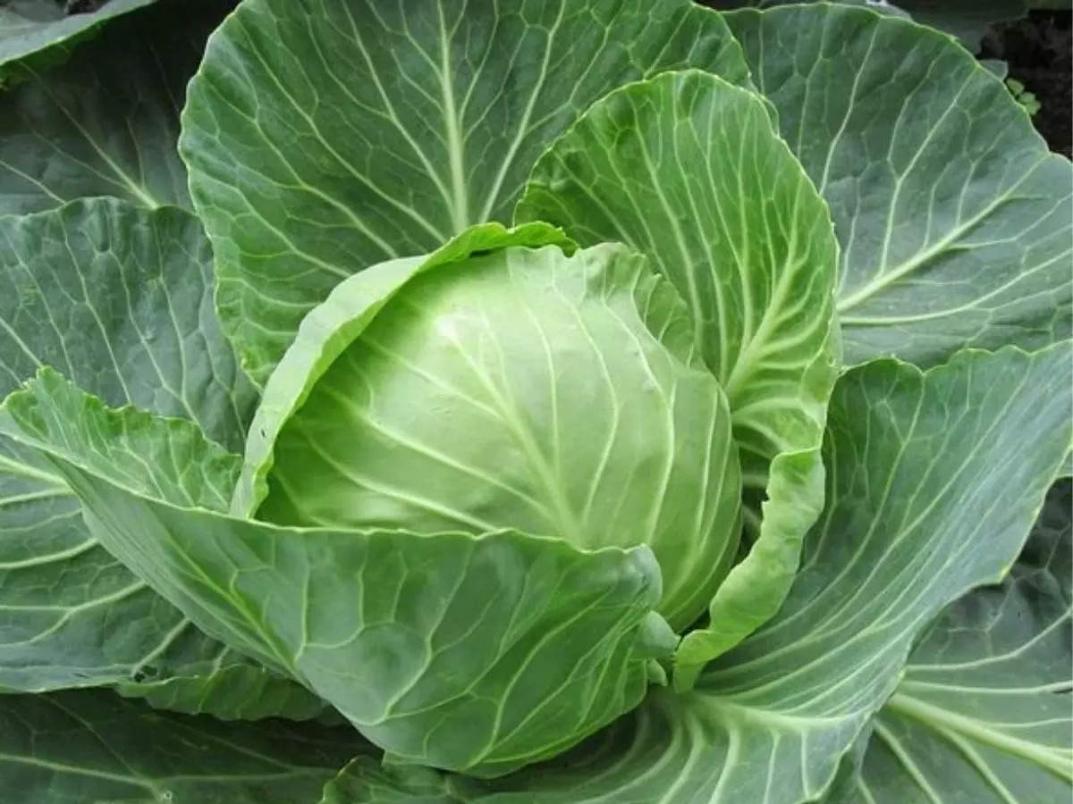 Detail Worms In Brain Due To Cabbage Nomer 24