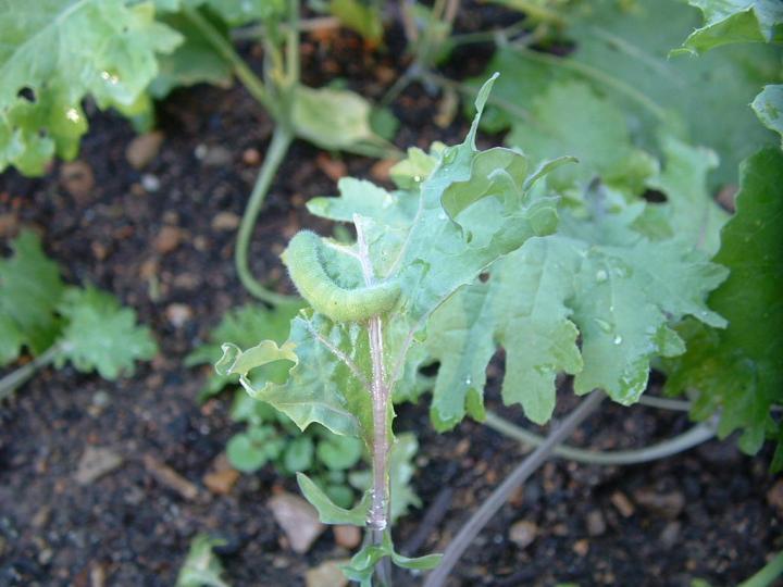 Detail Worms In Brain Due To Cabbage Nomer 25