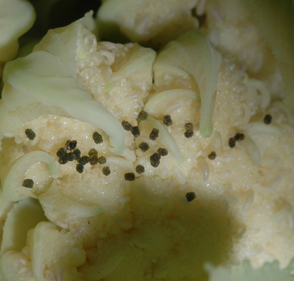 Detail Worms In Brain Due To Cabbage Nomer 28