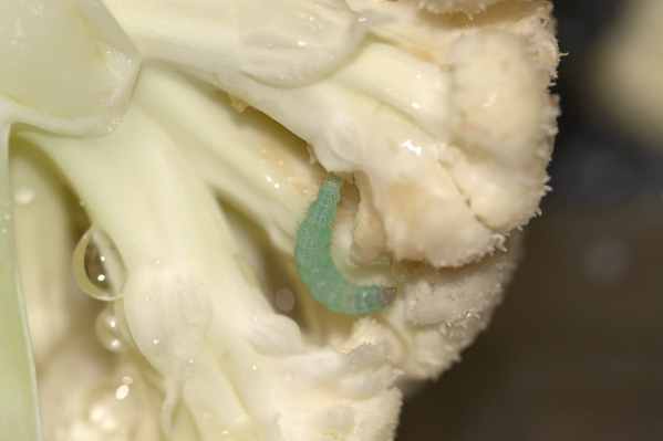Detail Worms In Brain Due To Cabbage Nomer 30