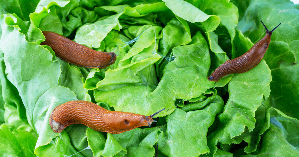Detail Worms In Brain Due To Cabbage Nomer 31