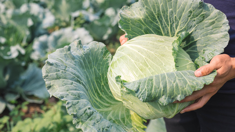 Detail Worms In Brain Due To Cabbage Nomer 32