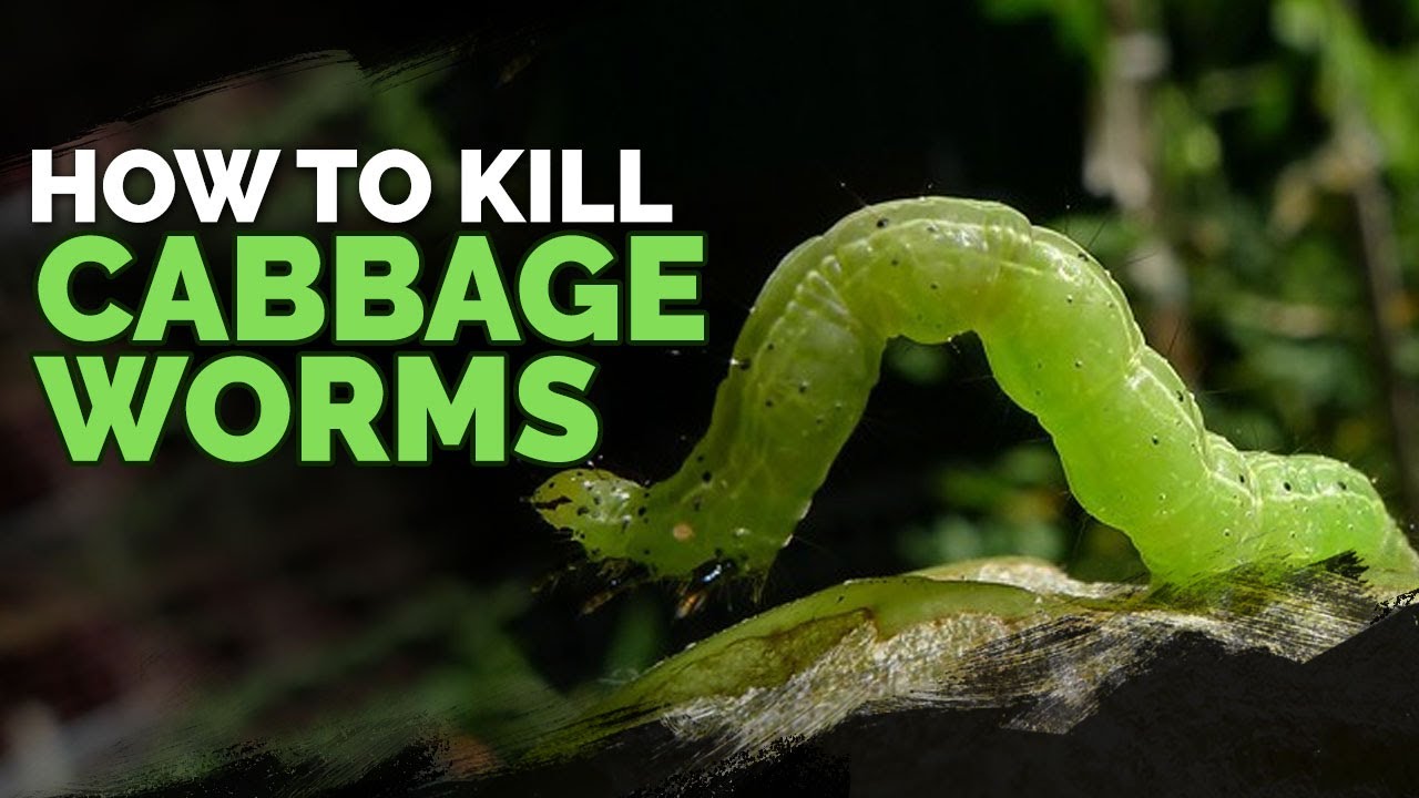 Detail Worms In Brain Due To Cabbage Nomer 39