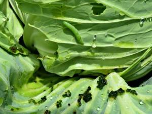 Detail Worms In Brain Due To Cabbage Nomer 40