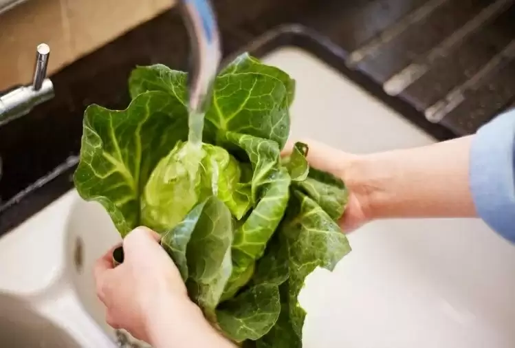 Detail Worms In Brain Due To Cabbage Nomer 41