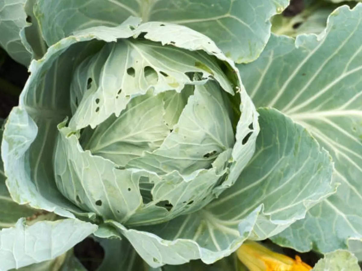 Detail Worms In Brain Due To Cabbage Nomer 42