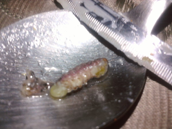 Detail Worms In Brain Due To Cabbage Nomer 43