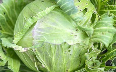 Detail Worms In Brain Due To Cabbage Nomer 45