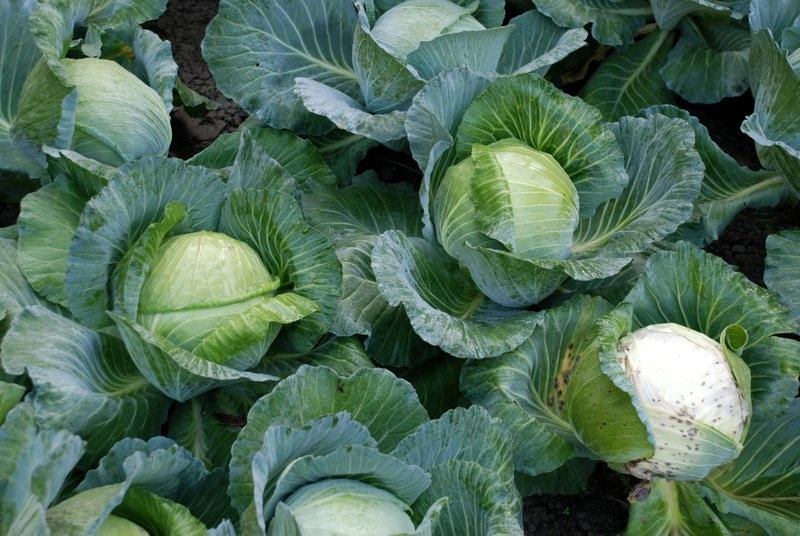 Detail Worms In Brain Due To Cabbage Nomer 46