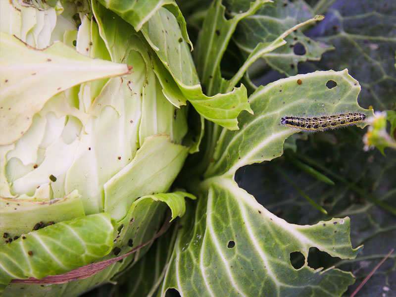 Detail Worms In Brain Due To Cabbage Nomer 6