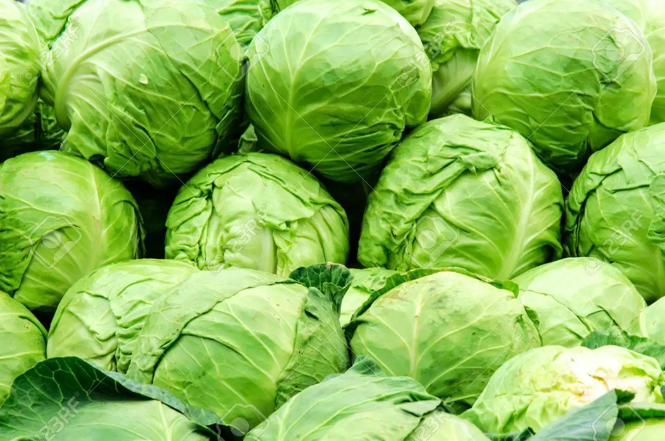 Detail Worms In Brain Due To Cabbage Nomer 50