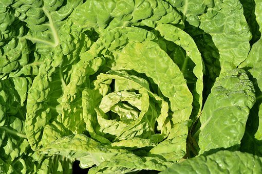 Detail Worms In Brain Due To Cabbage Nomer 51