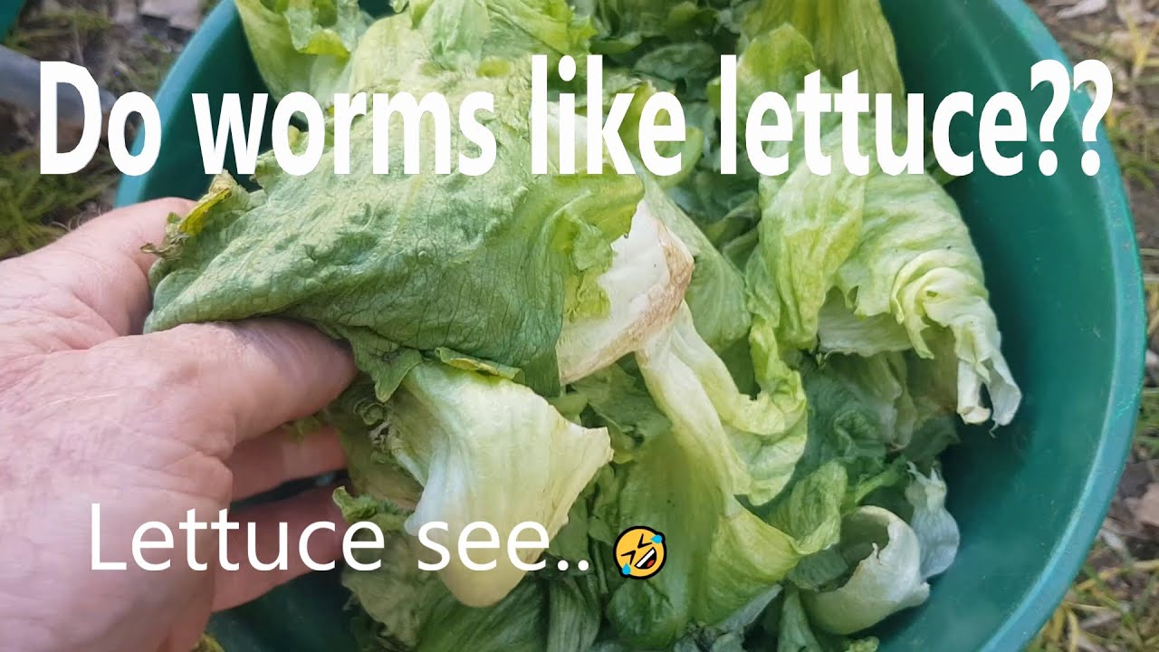Detail Worms In Brain Due To Cabbage Nomer 53