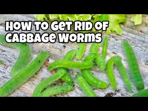 Detail Worms In Brain Due To Cabbage Nomer 55