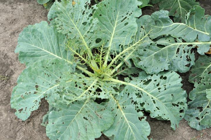 Detail Worms In Brain Due To Cabbage Nomer 58