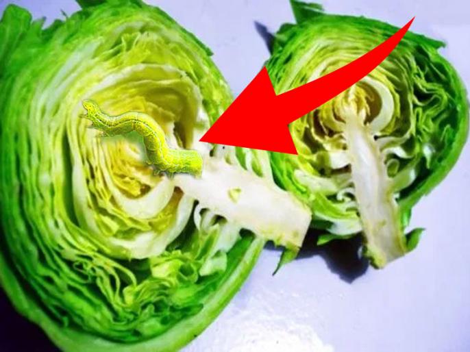 Detail Worms In Brain Due To Cabbage Nomer 7