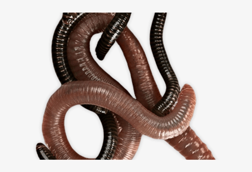 Detail Worms Png Nomer 10