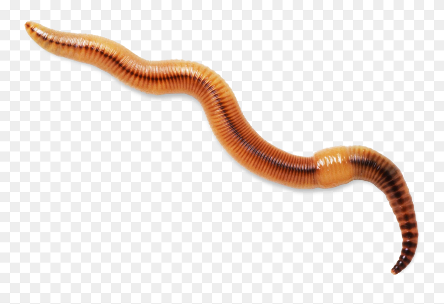 Detail Worms Png Nomer 12