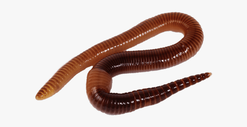Detail Worms Png Nomer 14
