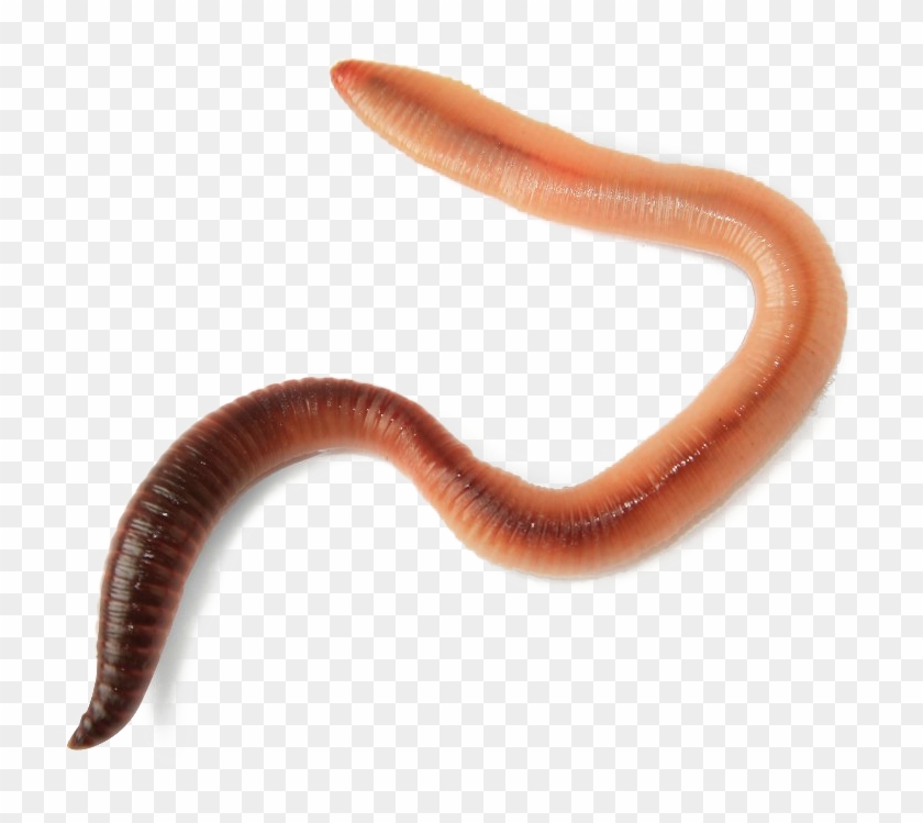 Detail Worms Png Nomer 16