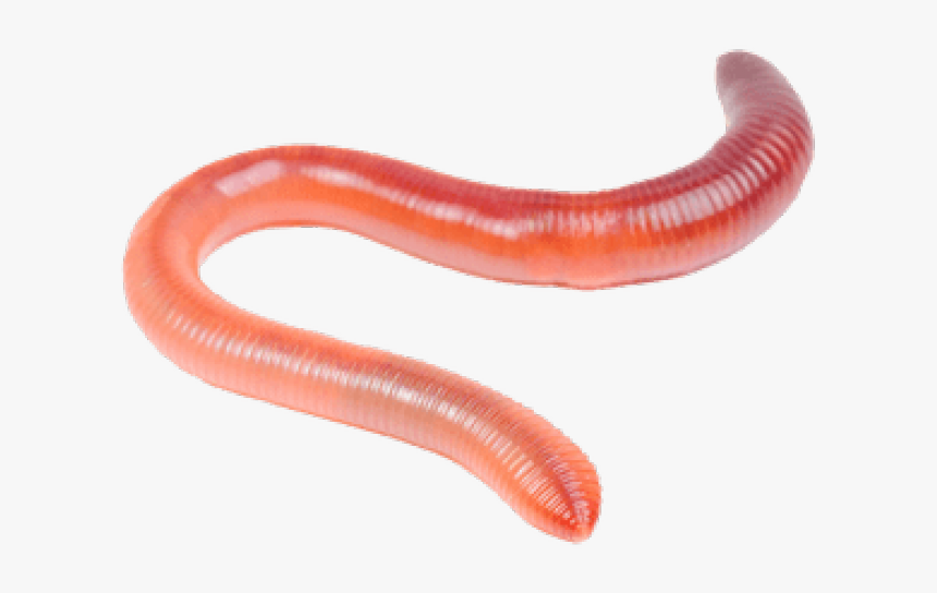 Detail Worms Png Nomer 3