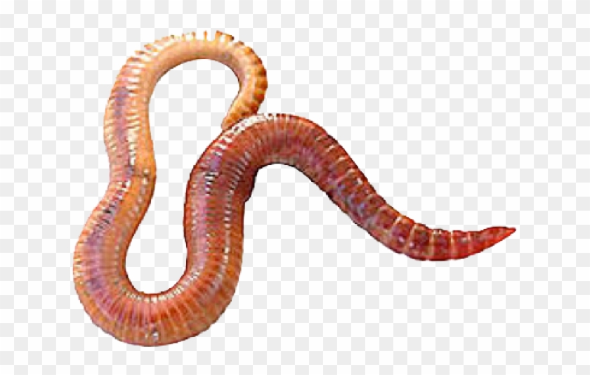 Detail Worms Png Nomer 19