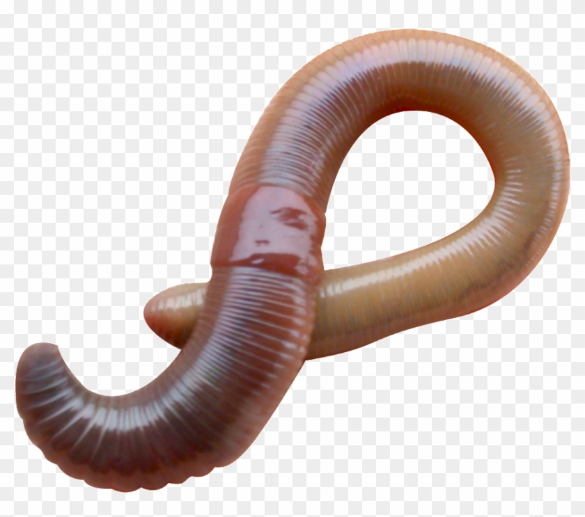 Detail Worms Png Nomer 26