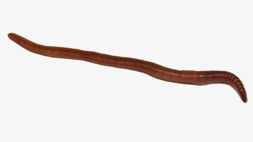 Detail Worms Png Nomer 32