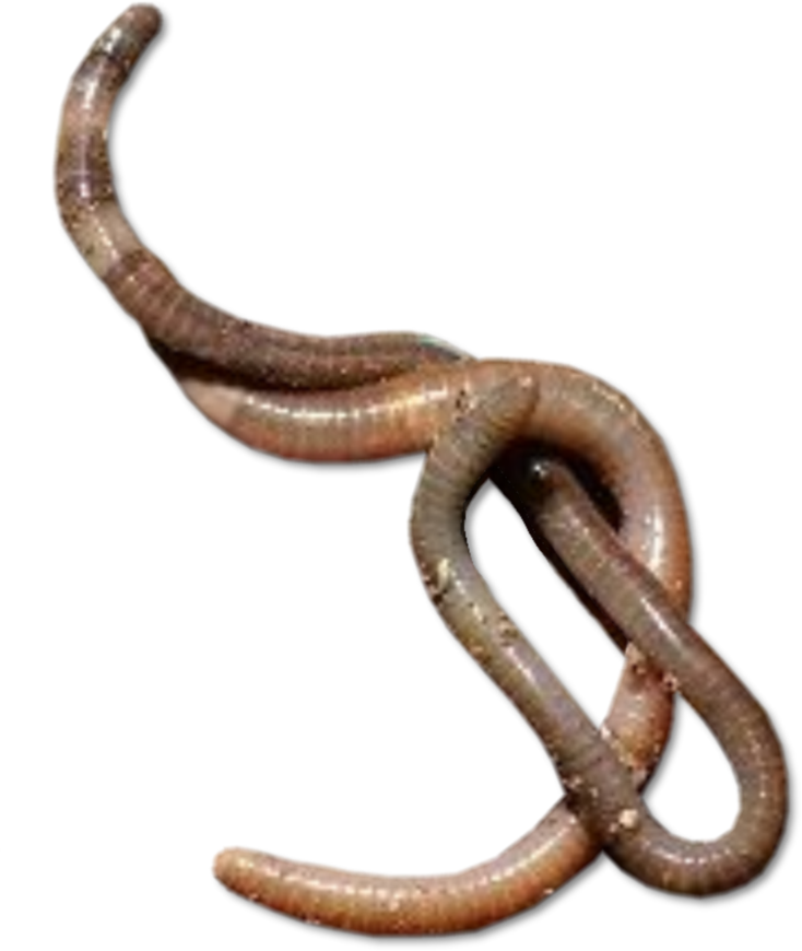 Detail Worms Png Nomer 33
