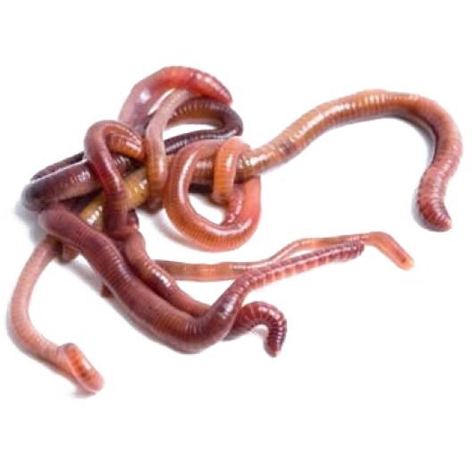 Detail Worms Png Nomer 36