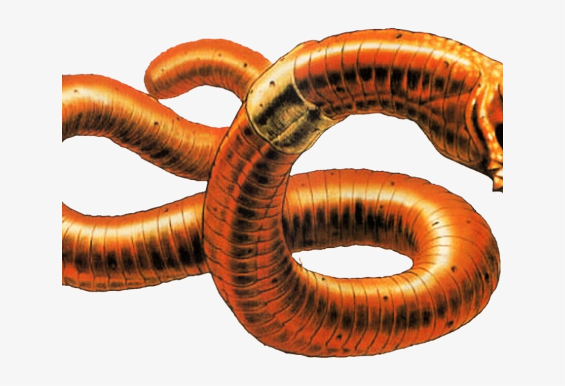 Detail Worms Png Nomer 43