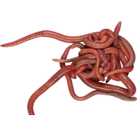 Detail Worms Png Nomer 7
