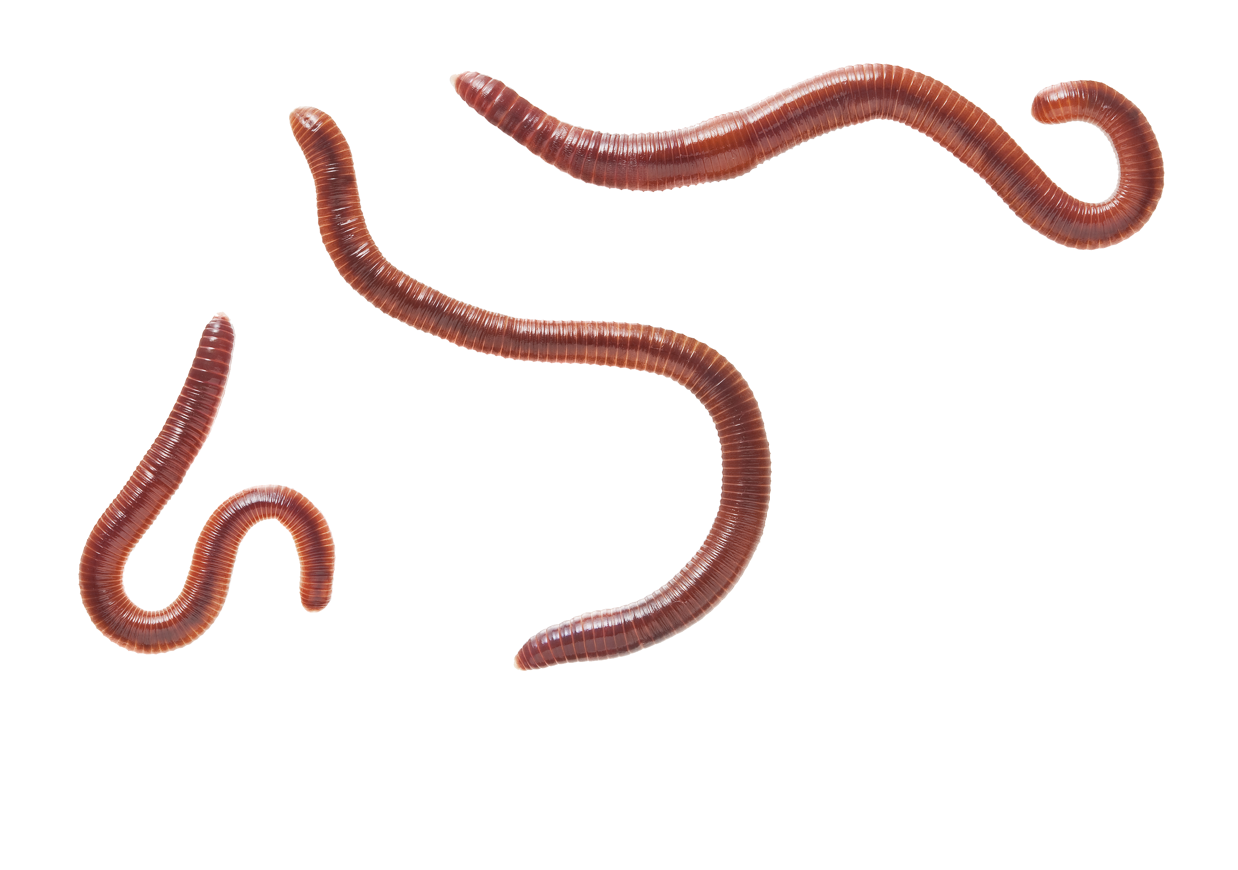 Detail Worms Png Nomer 8