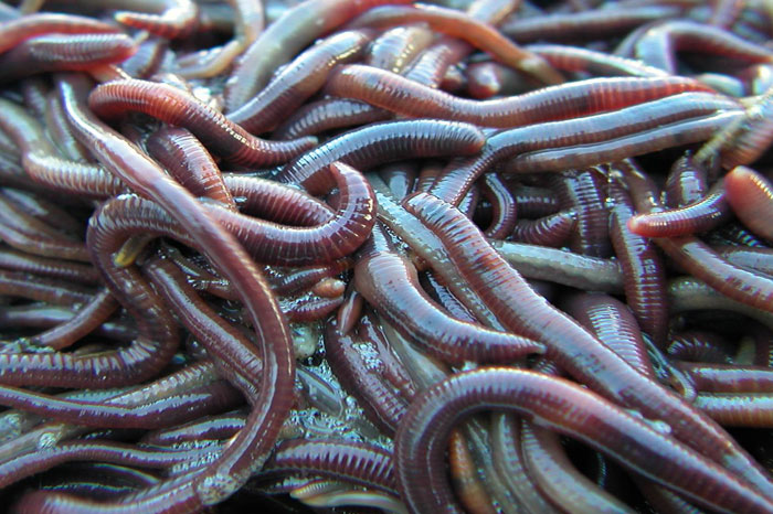 Detail Worms Wallpaper Nomer 48