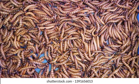 Detail Worms Wallpaper Nomer 54
