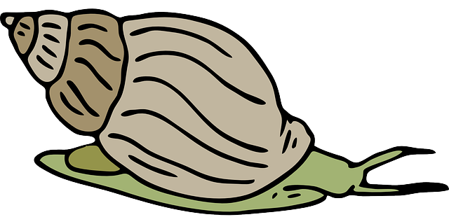 Detail Snail Clipart Nomer 51