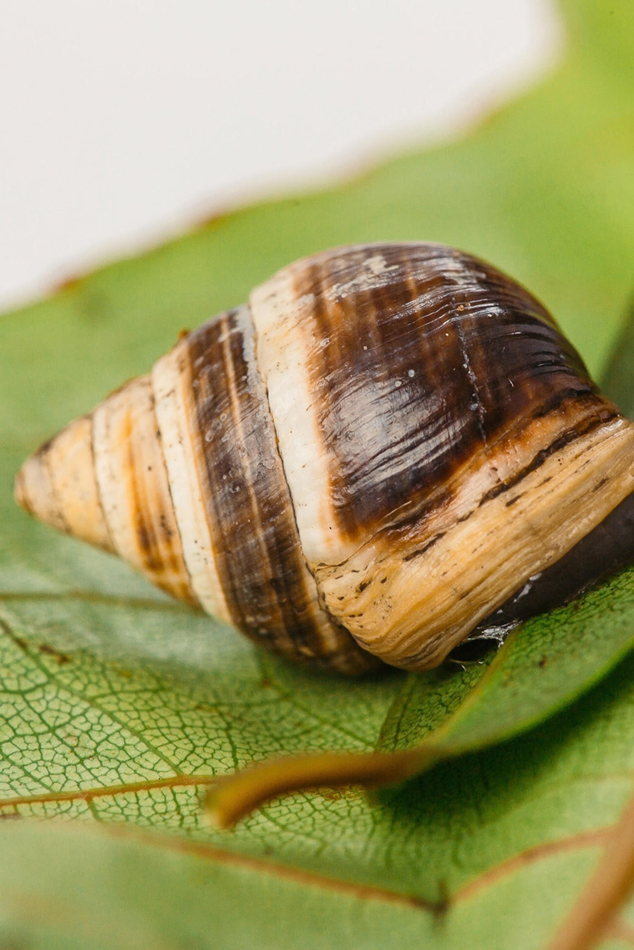 Detail Snail Images Nomer 19