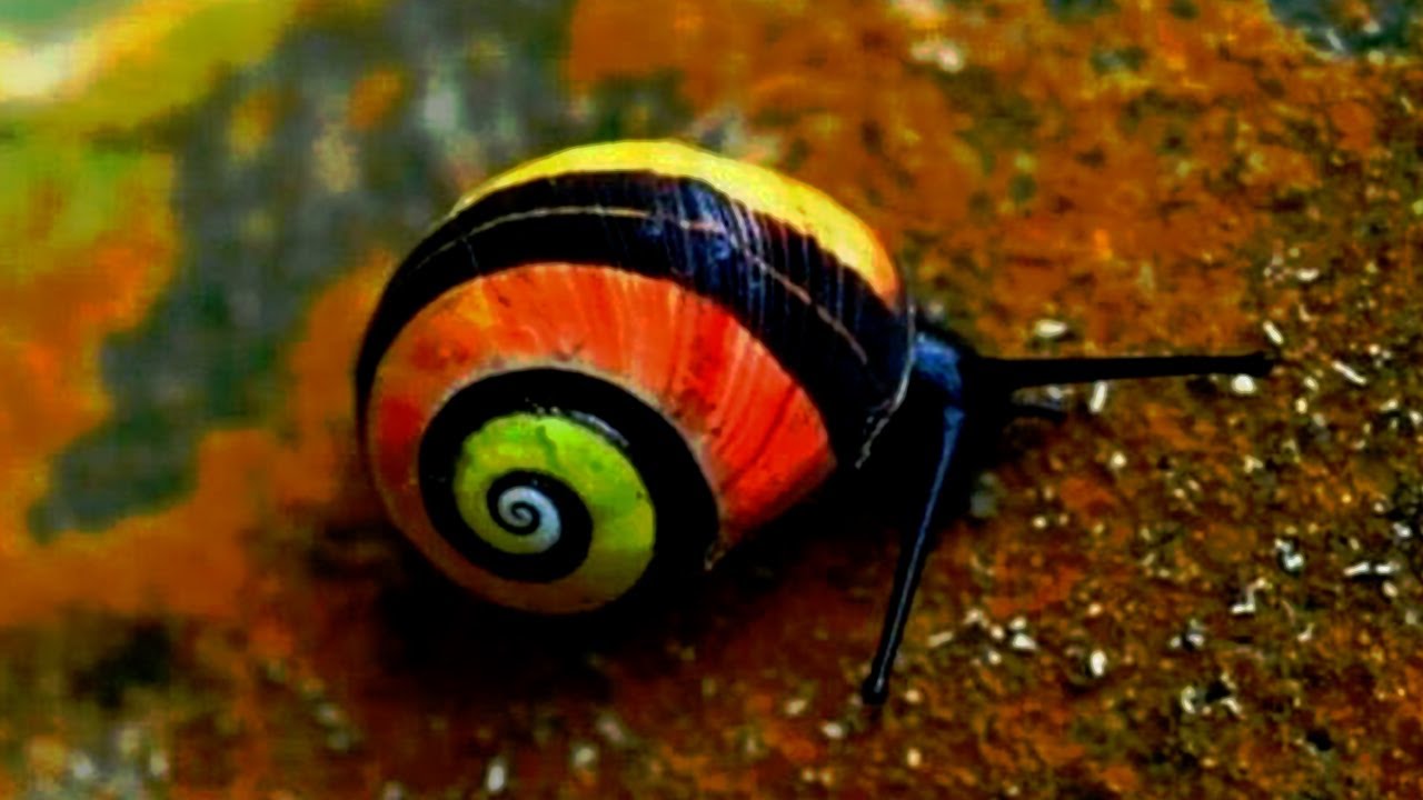 Detail Snail Images Nomer 26