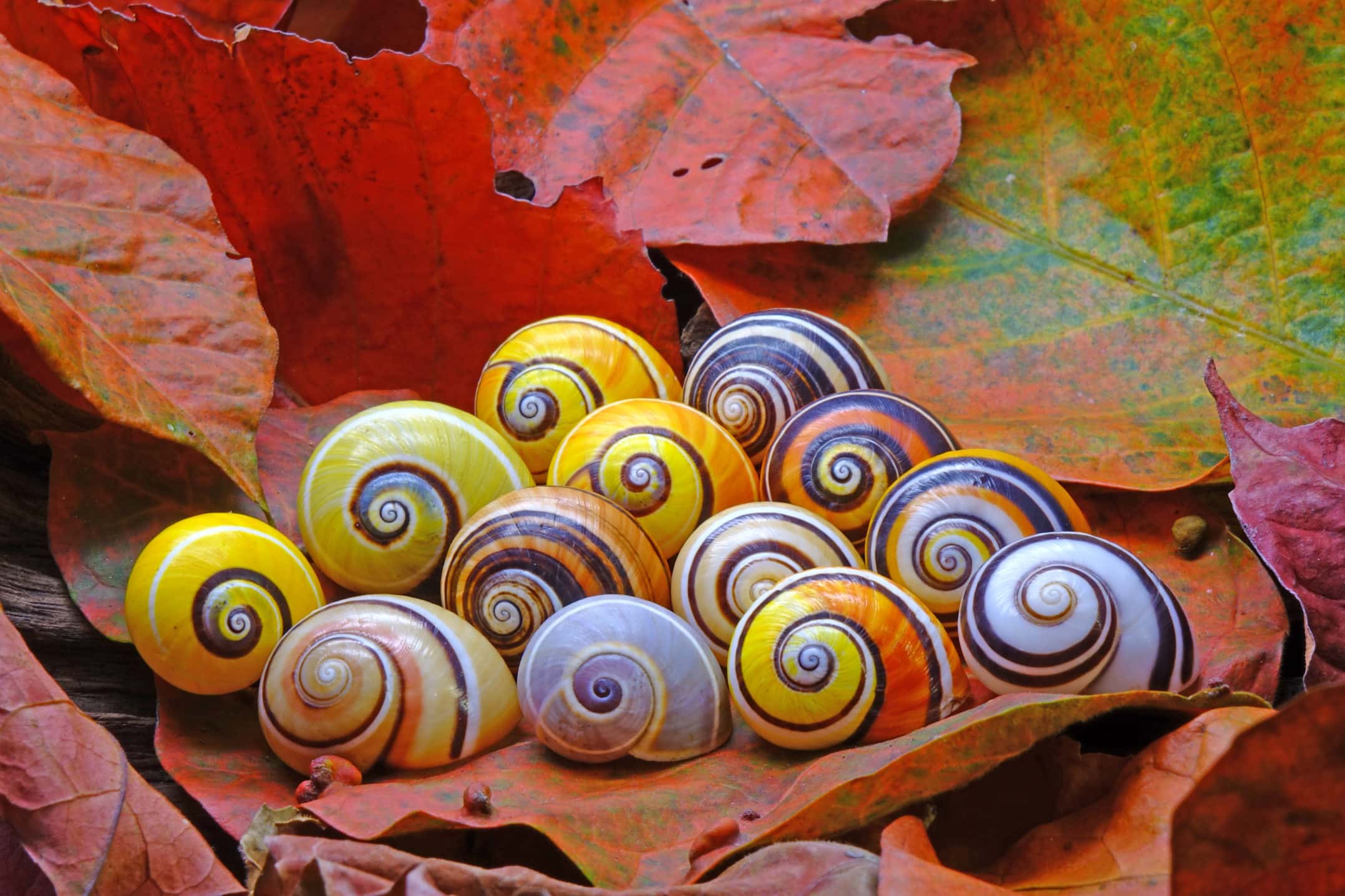 Detail Snail Images Nomer 50