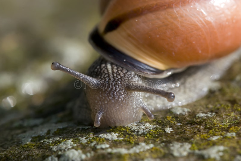 Detail Snail Images Nomer 56