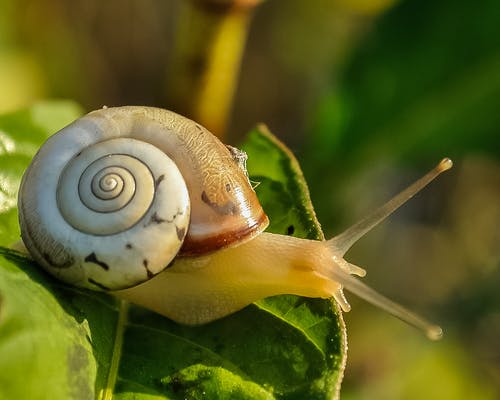 Detail Snail Images Free Nomer 18