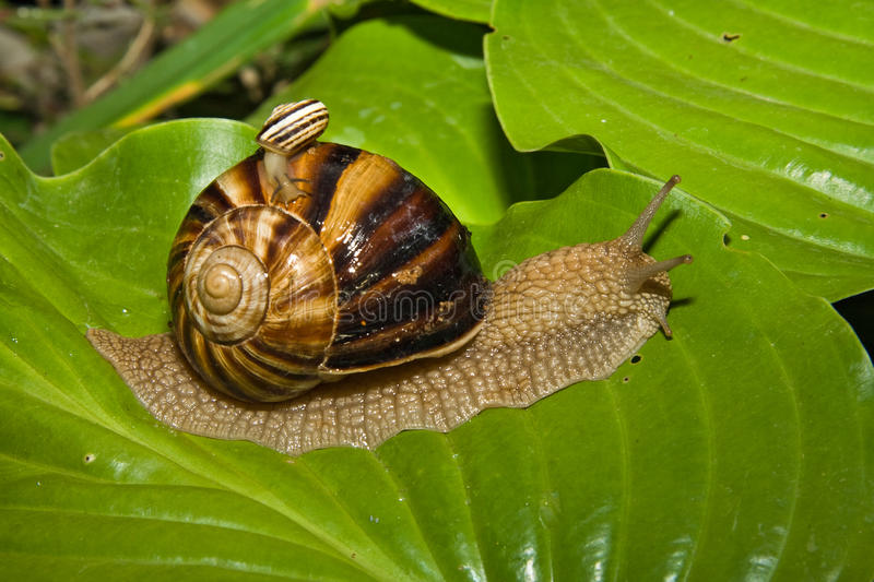 Detail Snail Images Free Nomer 19