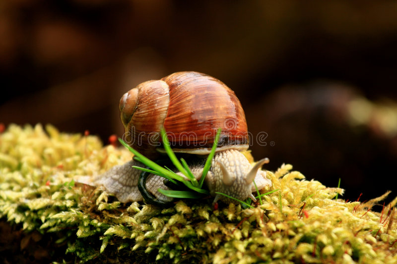 Detail Snail Images Free Nomer 21