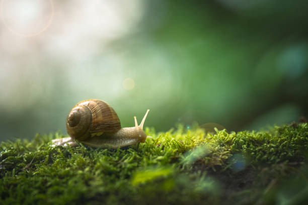 Detail Snail Images Free Nomer 23