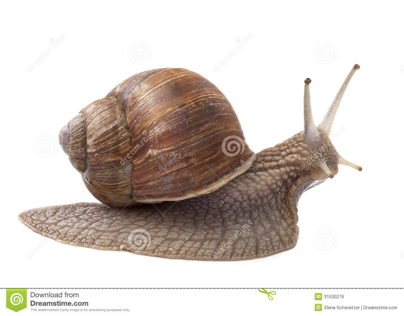 Detail Snail Images Free Nomer 4