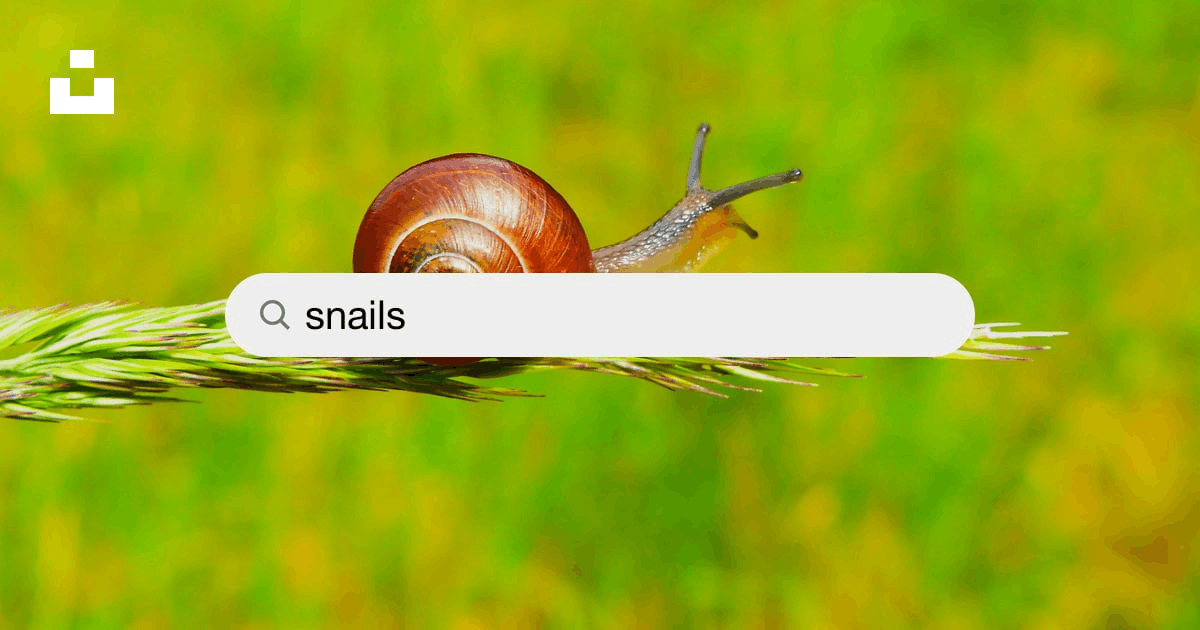 Detail Snail Images Free Nomer 31