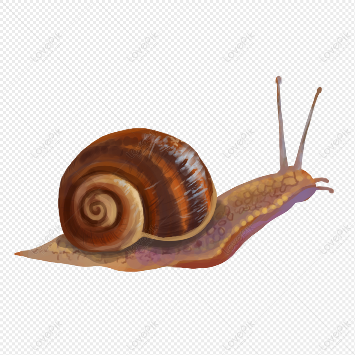 Detail Snail Images Free Nomer 36